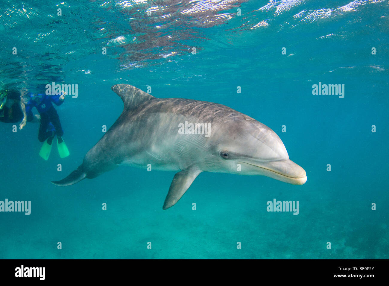 Snorkelers (MR) and an Atlantic Bottlenose Dolphin, Tursiops truncatus, Curacao, Netherlands Antilles, Caribbean. Stock Photo