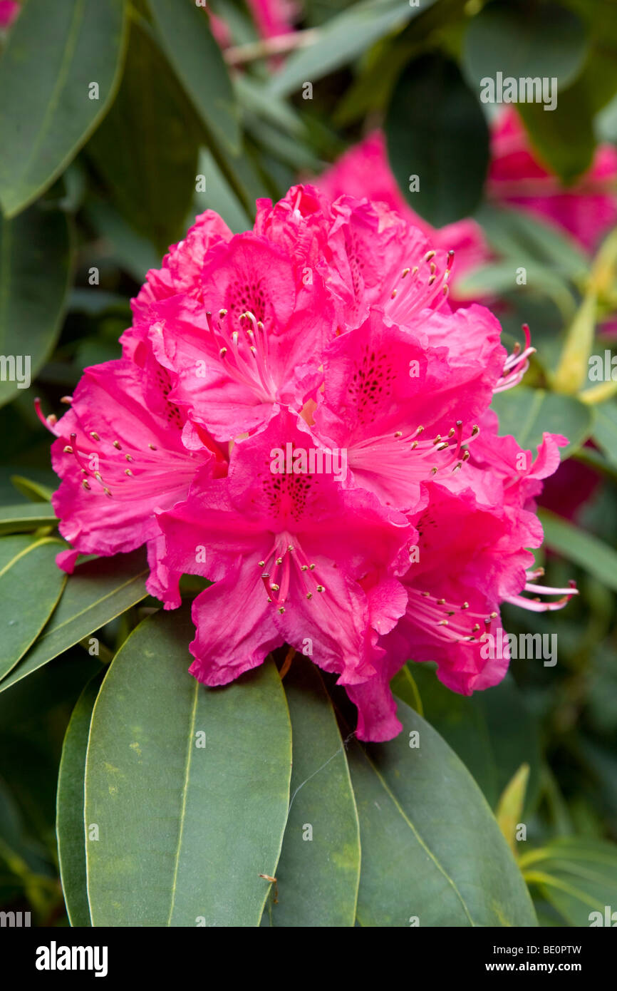 Cornwall Rhododendron rhododendron; pink flower; cornwall Stock Photo - Alamy