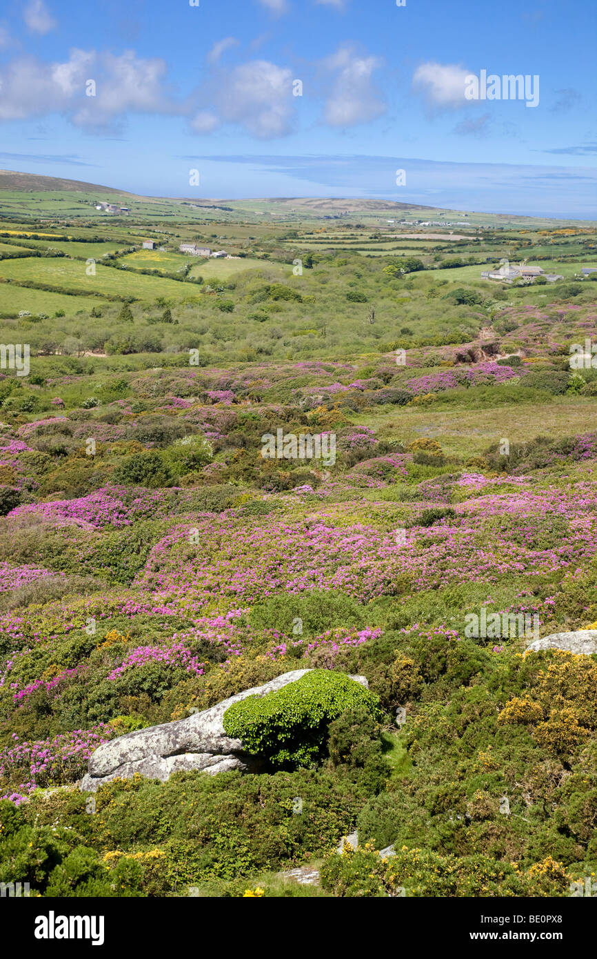 Cornwall Rhododendron massed rhododendrons; trengwainton cairn; cornwall Stock Photo - Alamy