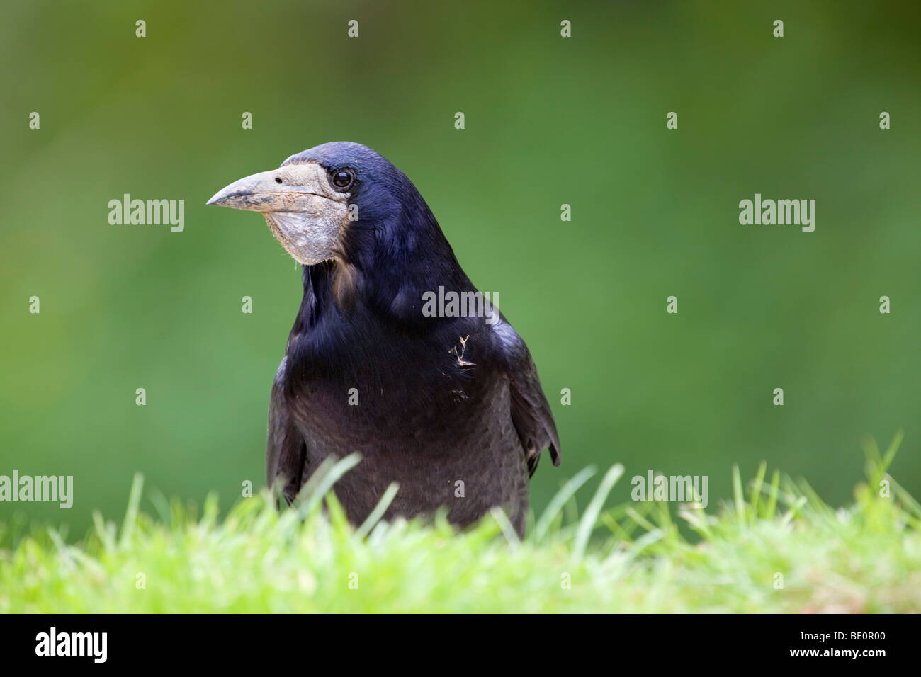 Red Rook Bird rook; Corvus frugilegus Stock Photo - Alamy