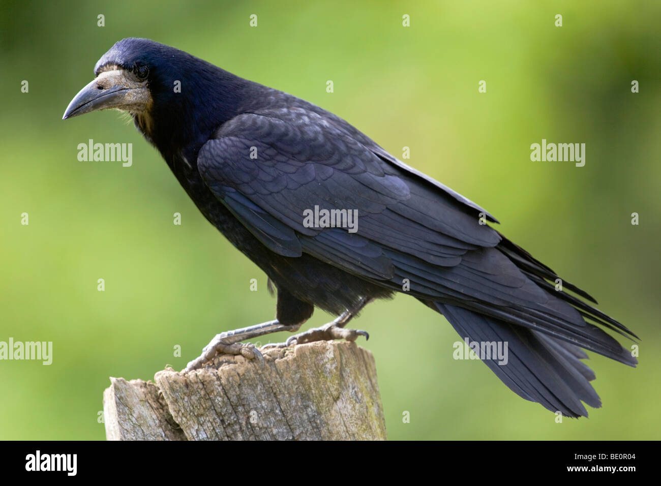 rook; Corvus frugilegus; Stock Photo