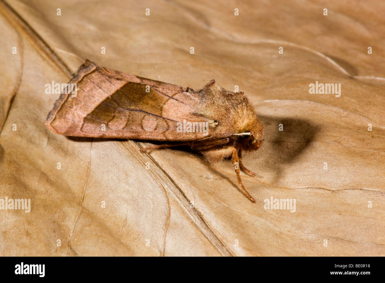 rosy rustic moth; Hydraecia micacea Stock Photo
