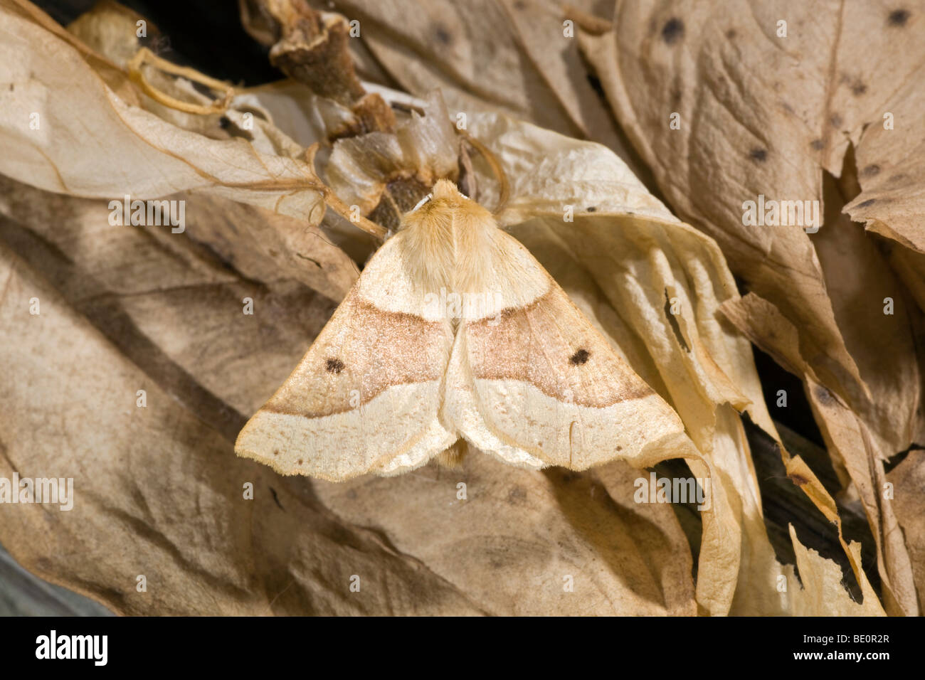 scalloped oak moth; Crocallis elinguaria Stock Photo