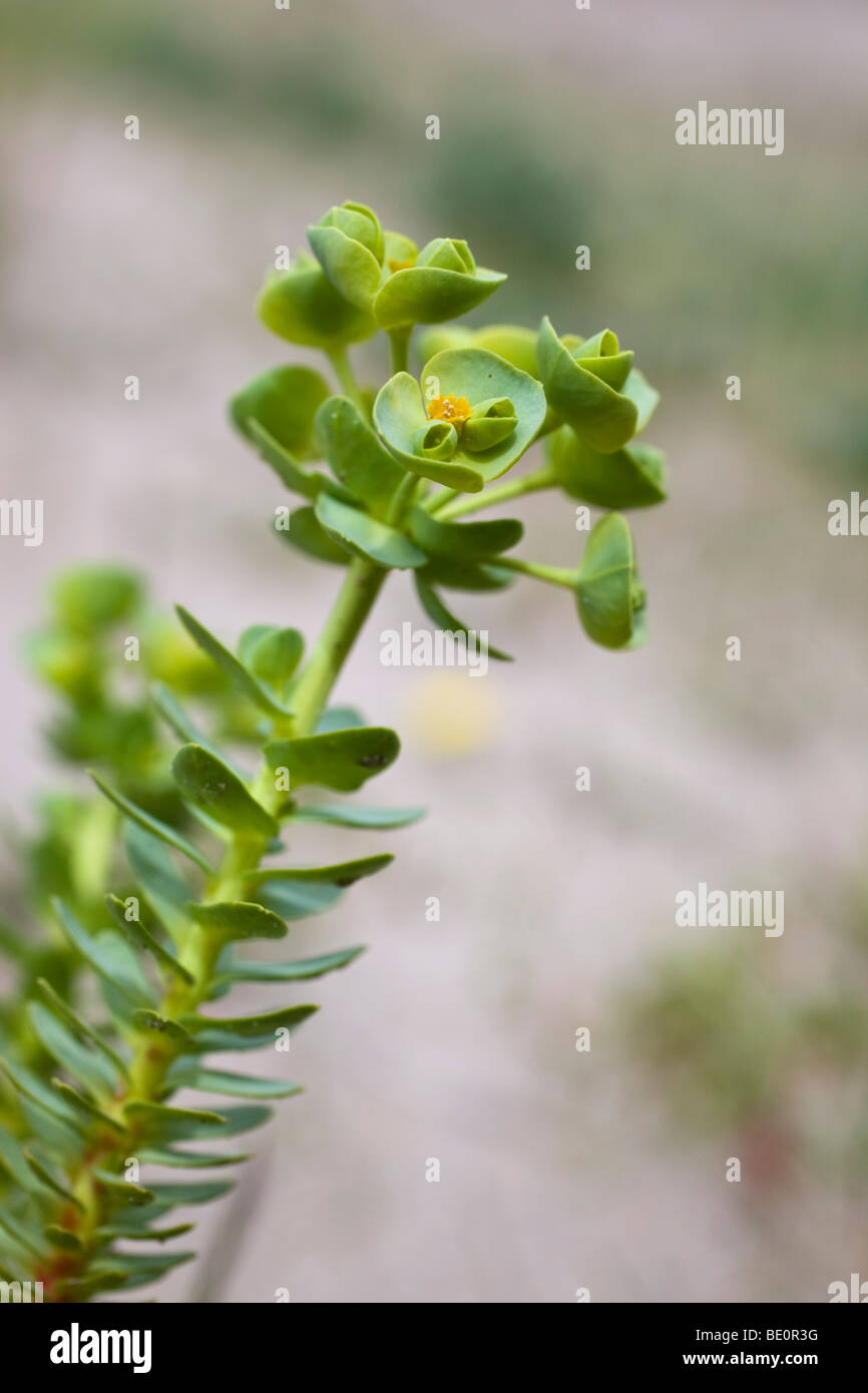 sea spurge; Euphorbia paralias Stock Photo