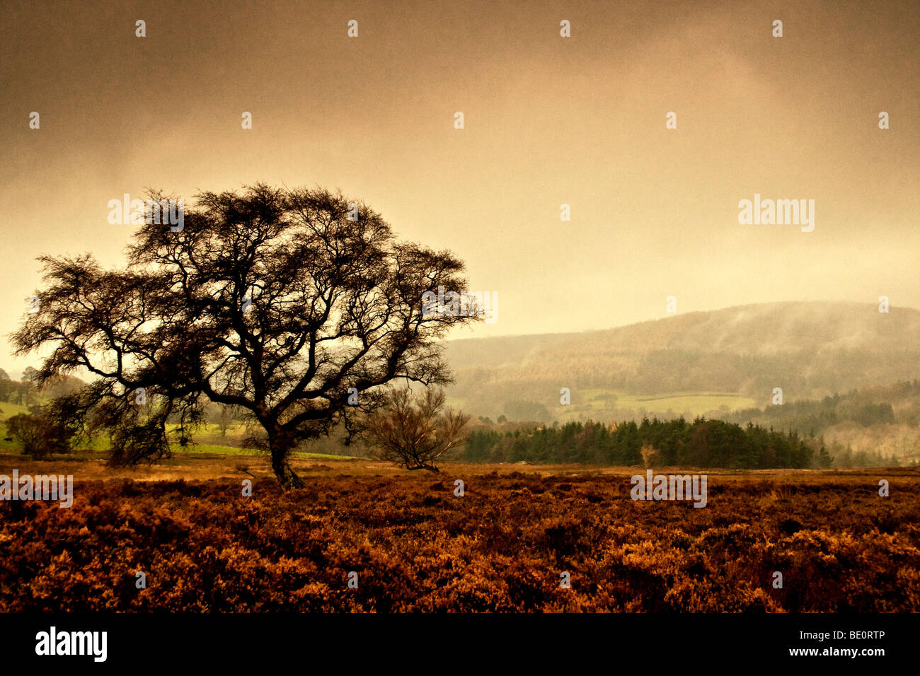 Lone tree in field Stock Photo - Alamy