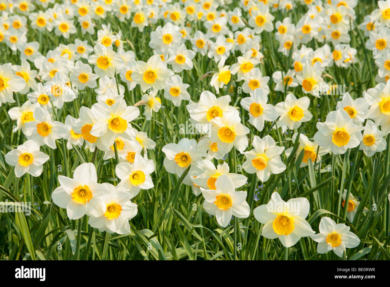 flowerbed of daffodils Stock Photo Alamy