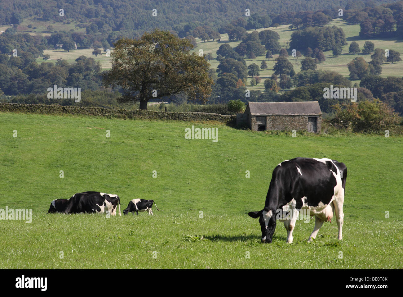 Cattle on the Chatsworth Estate, Derbyshire, England, U.K. Stock Photo