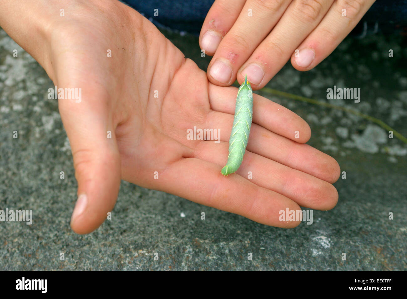 a caterpillar crawling across a young boy´s hand Stock Photo