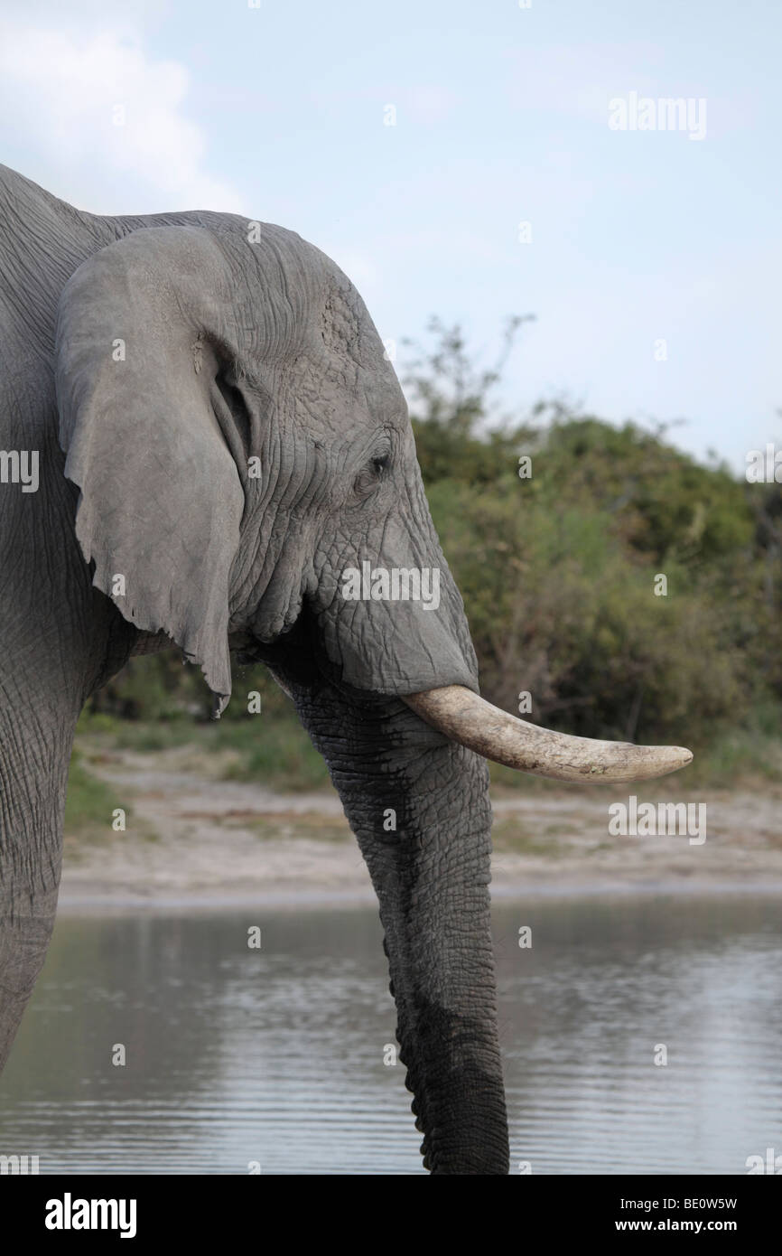 Profile of a wild male African Elephant at a waterhole in Chobe National Park in northern Botswana. Stock Photo