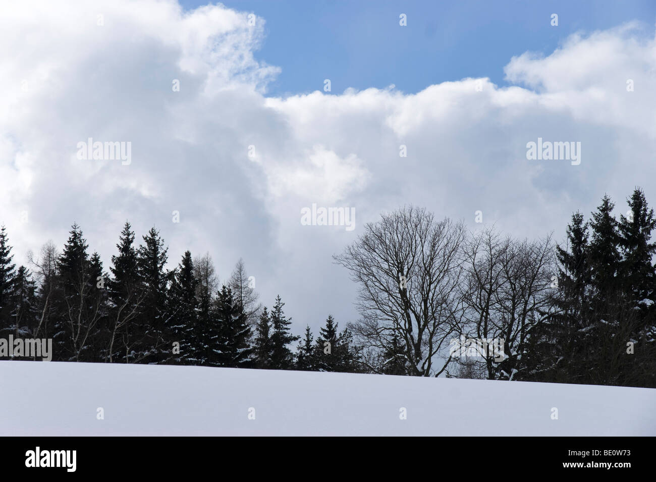 Group of trees on a hill in winter Stock Photo - Alamy