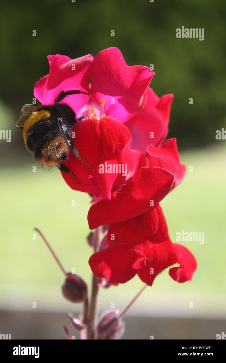 Foxbee Insect Bee on Foxglove Stock Photo - Alamy