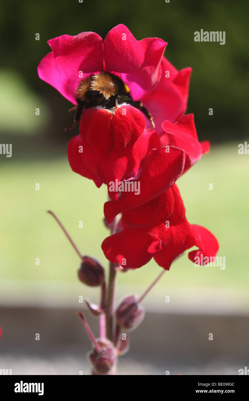 Foxbee Insect Bee on a Foxglove Stock Photo - Alamy