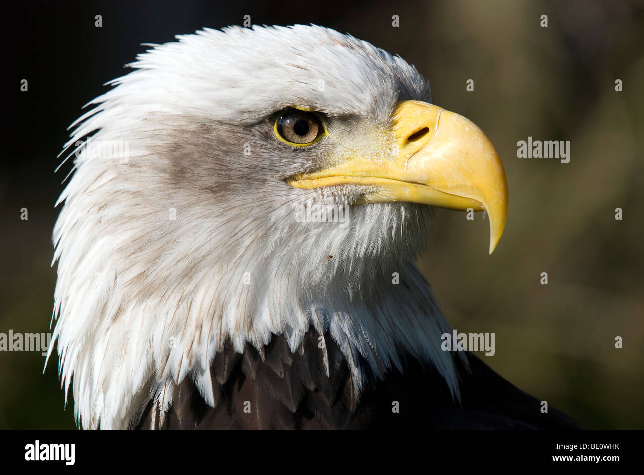 Side profile headshot of a magnificent Bald Eagle at the Falconry ...