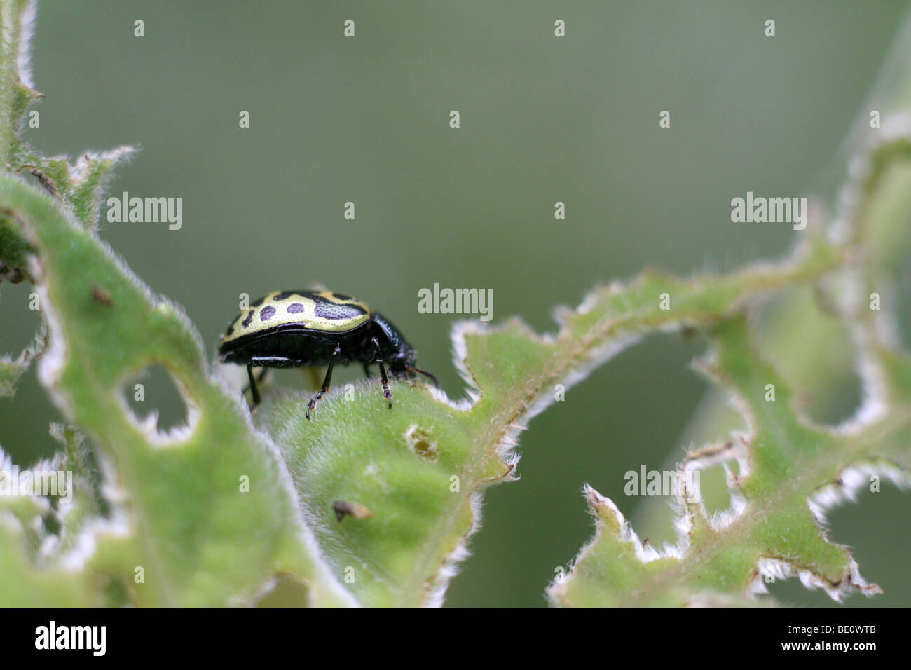Ladybug eating leaves Stock Photo Alamy