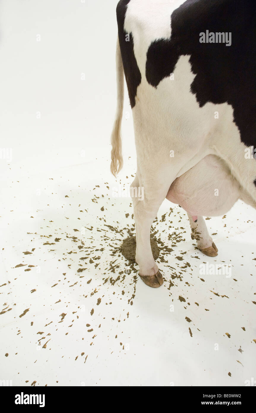 Cow Poop Splattered On Floor Stock Photo 25835854 Alamy