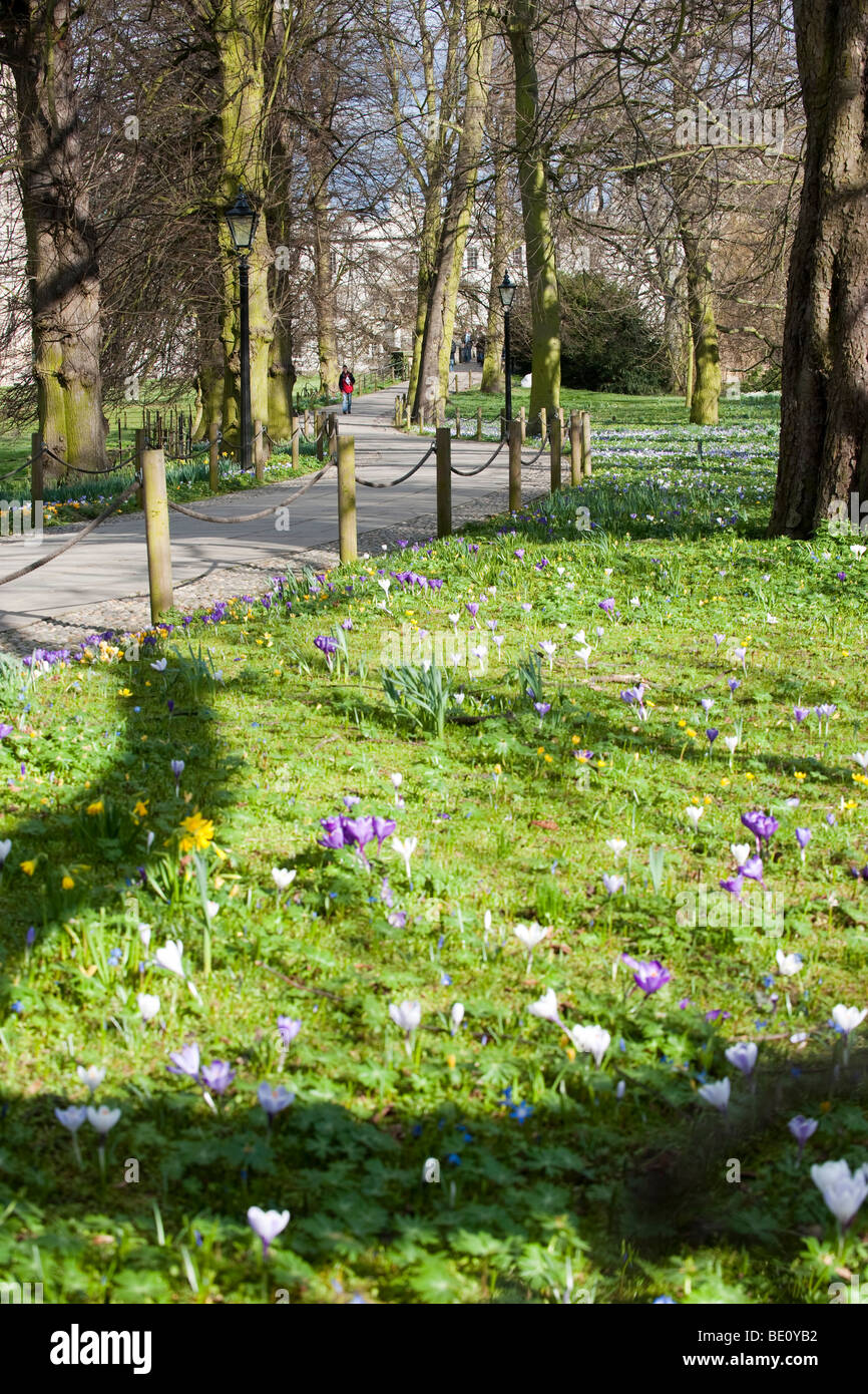 Footpath to King's College Cambridge with Spring crocuses Stock Photo