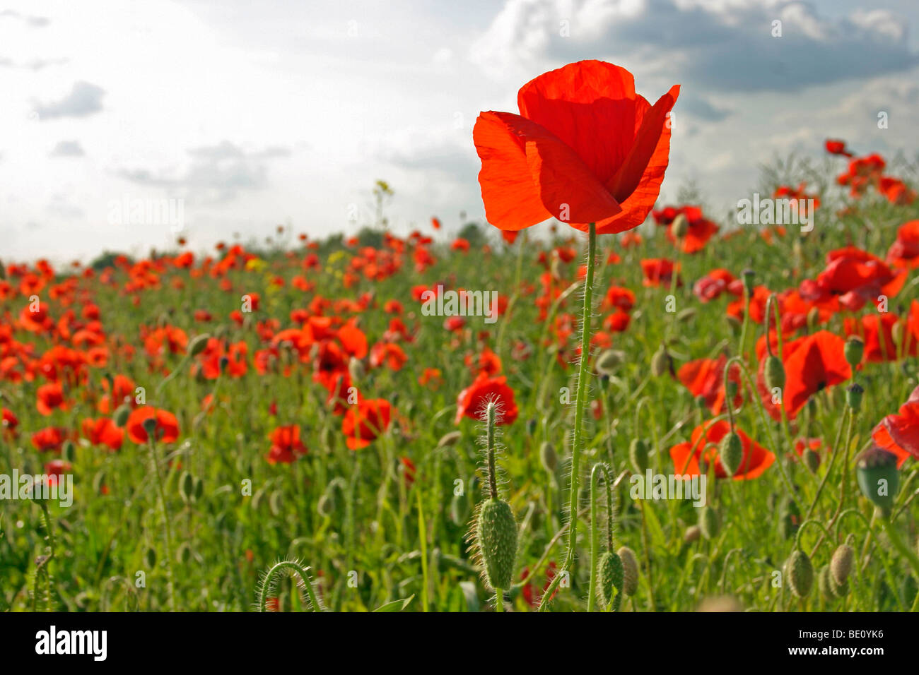 field of corn poppies Stock Photo Alamy