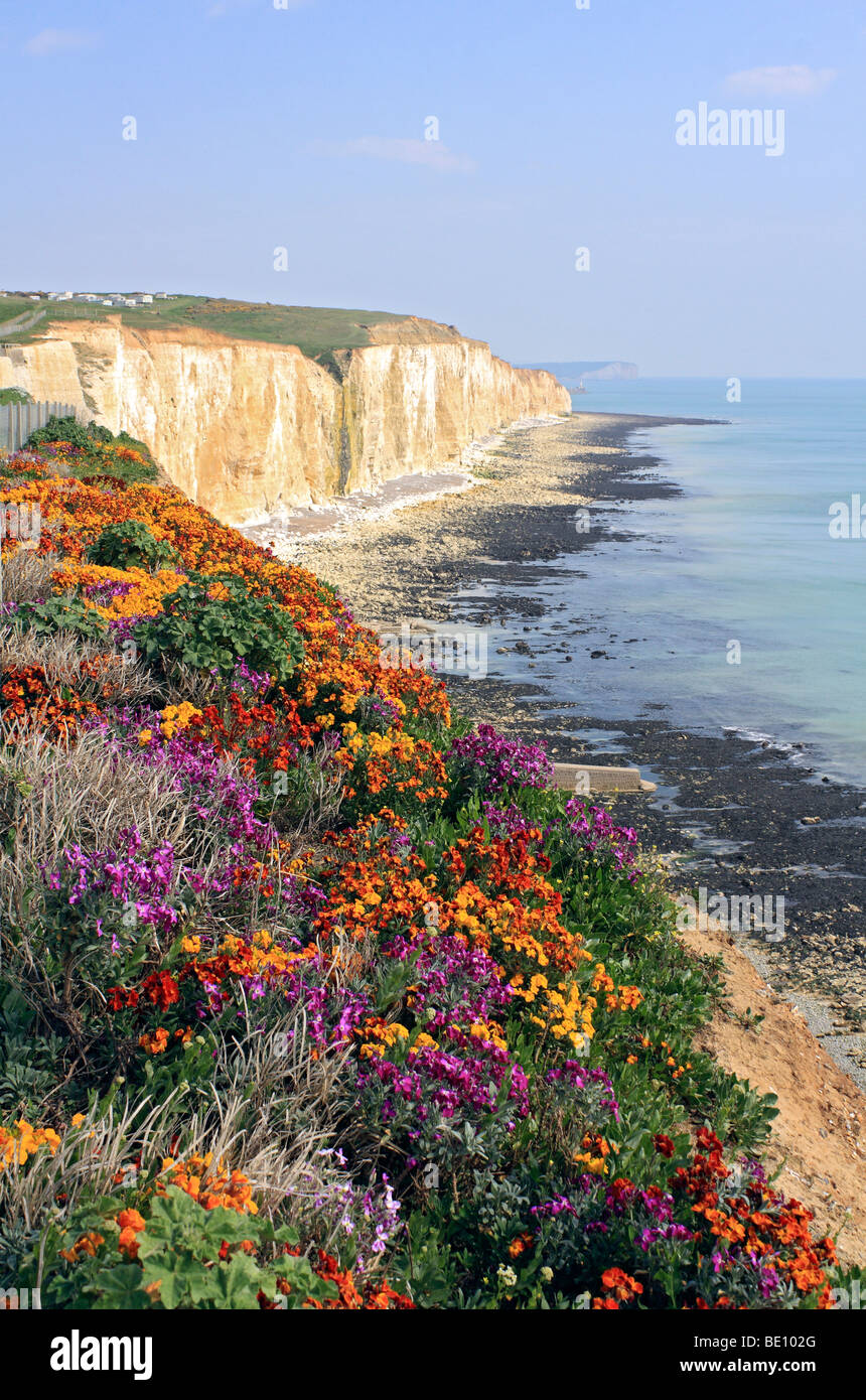 Flowers above the chalk cliffs at Peacehaven, East Sussex, England, UK