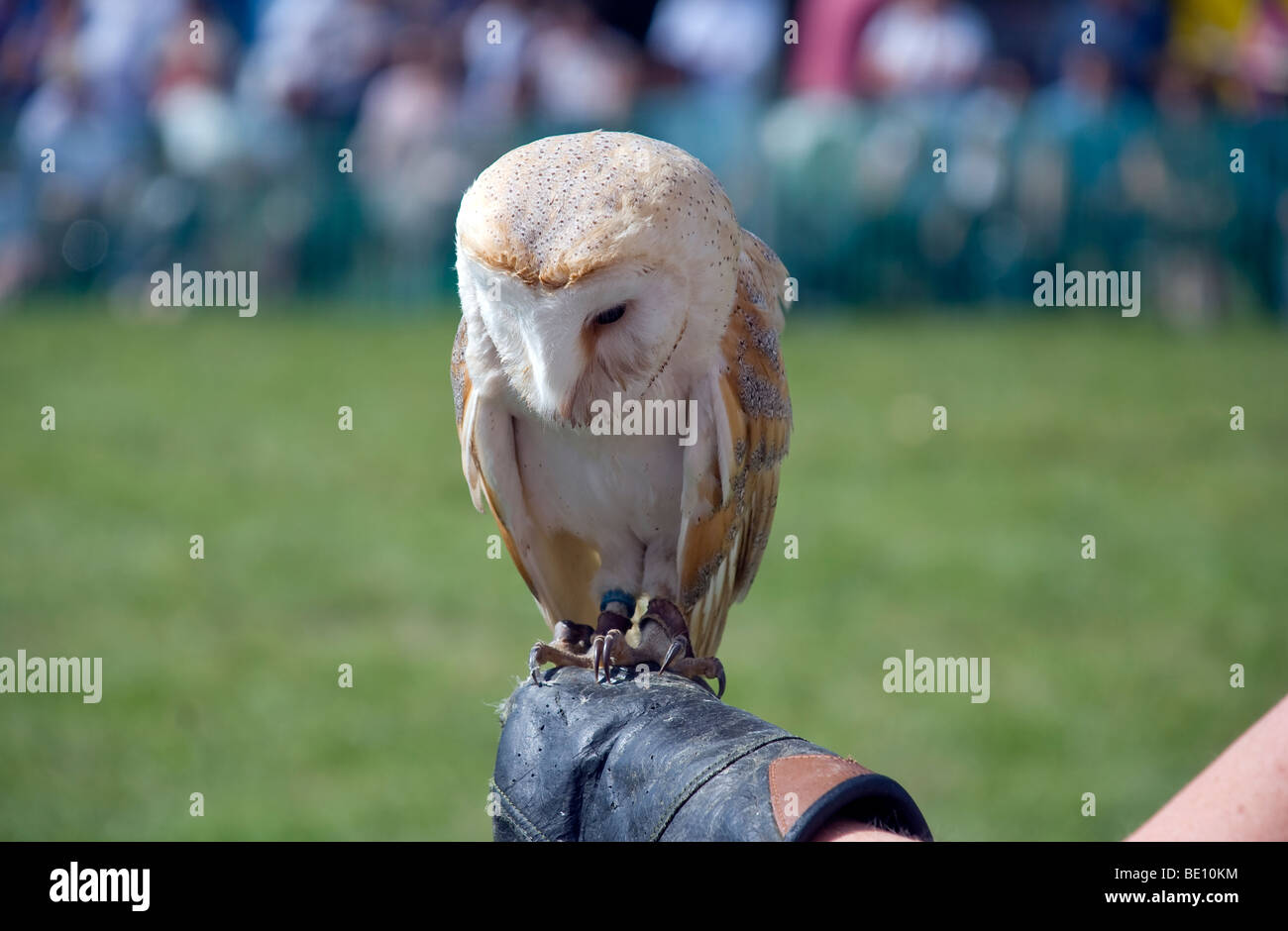 barn owl on falconers hand Stock Photo