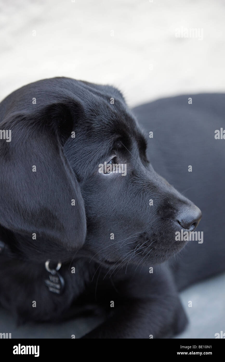 How Much Is A Labrador Puppy Uk