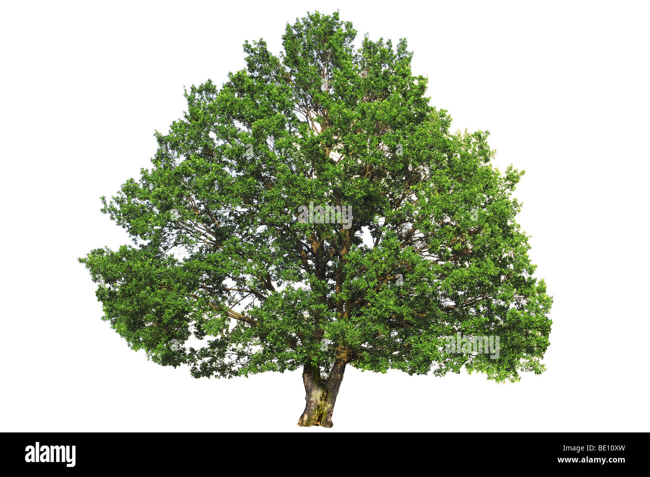 Green oak tree isolated on white background. Stock Photo