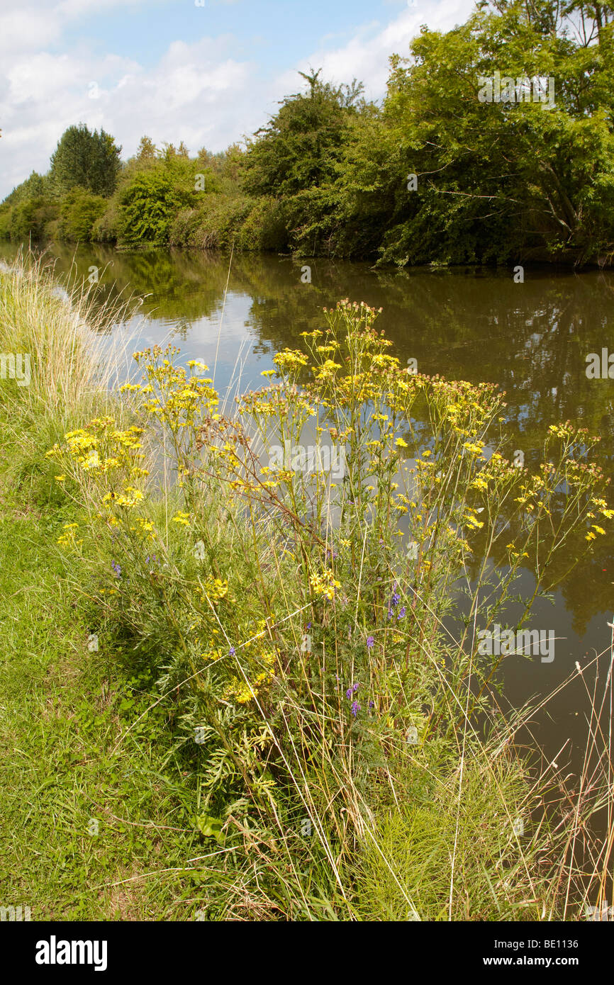 the grand union canal at lapworth warwickshire Stock Photo Alamy