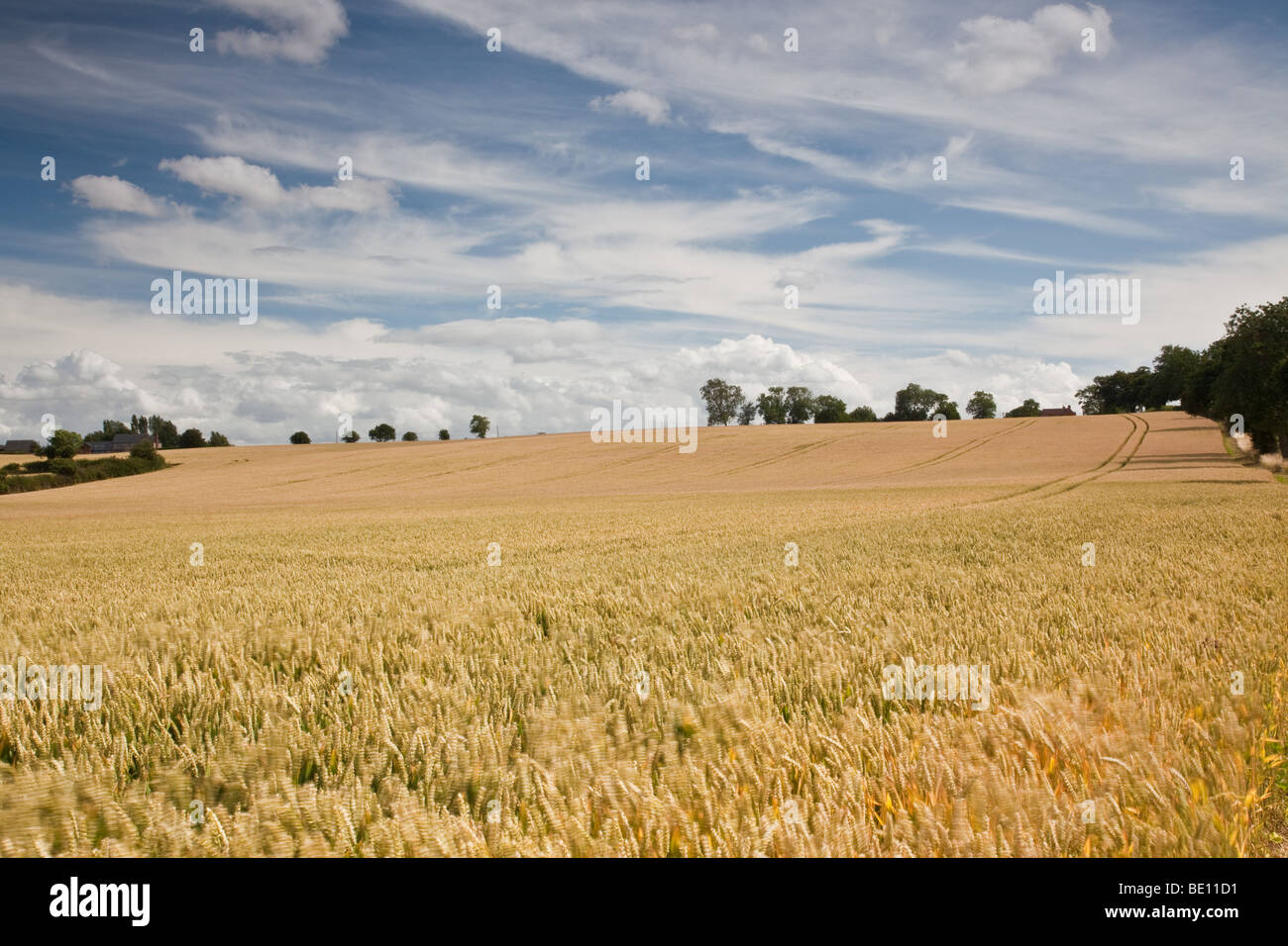 Wheat field in Bedfordshire Stock Photo