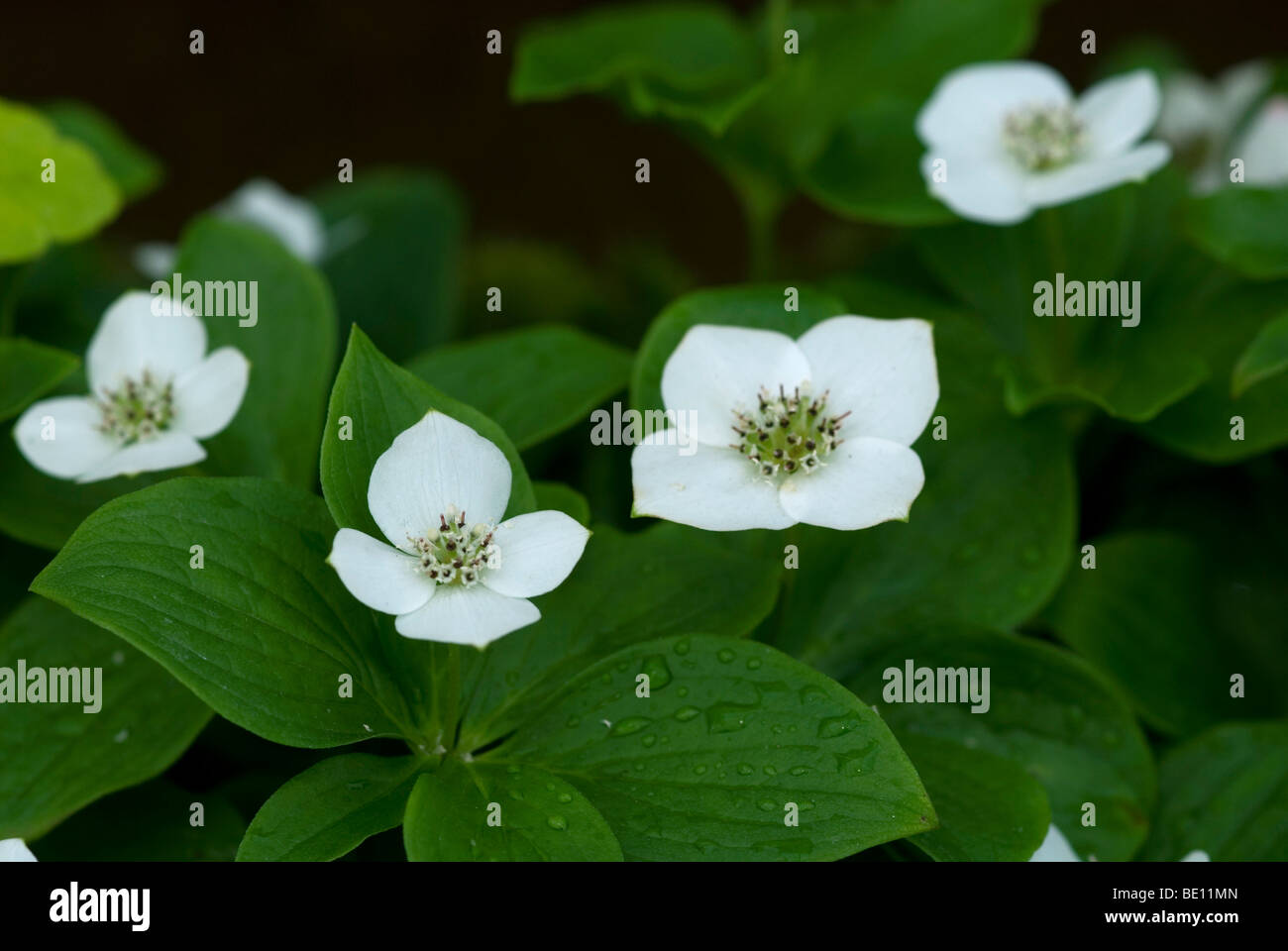 Cornus canadensis Stock Photo Alamy