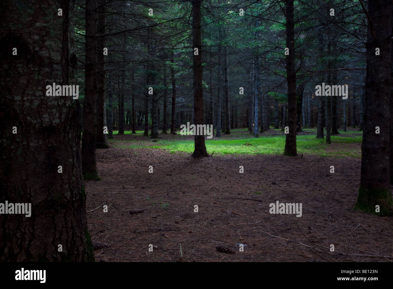 Light in the forest Stock Photo Alamy