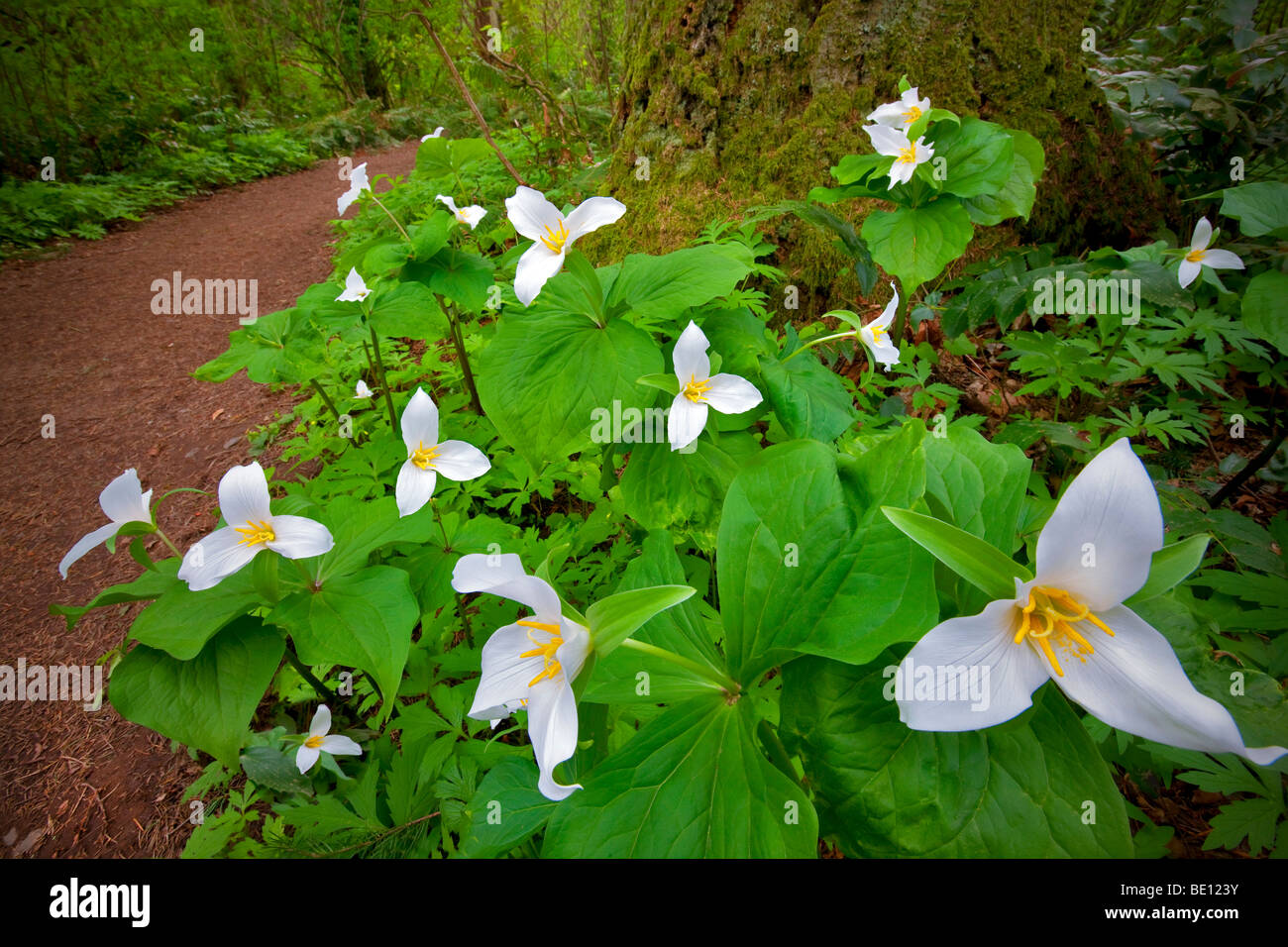 Close up of Western Trillium (trillium ovatum) and trail. Tryon Creek State Park, Oregon Stock Photo