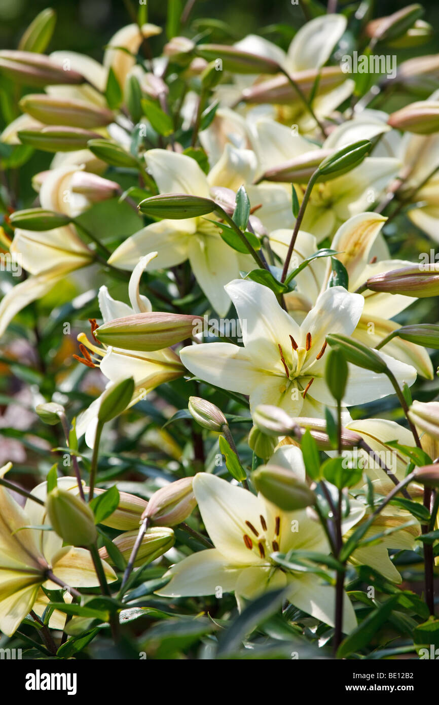 Fresh white lilies blooming in a garden Stock Photo