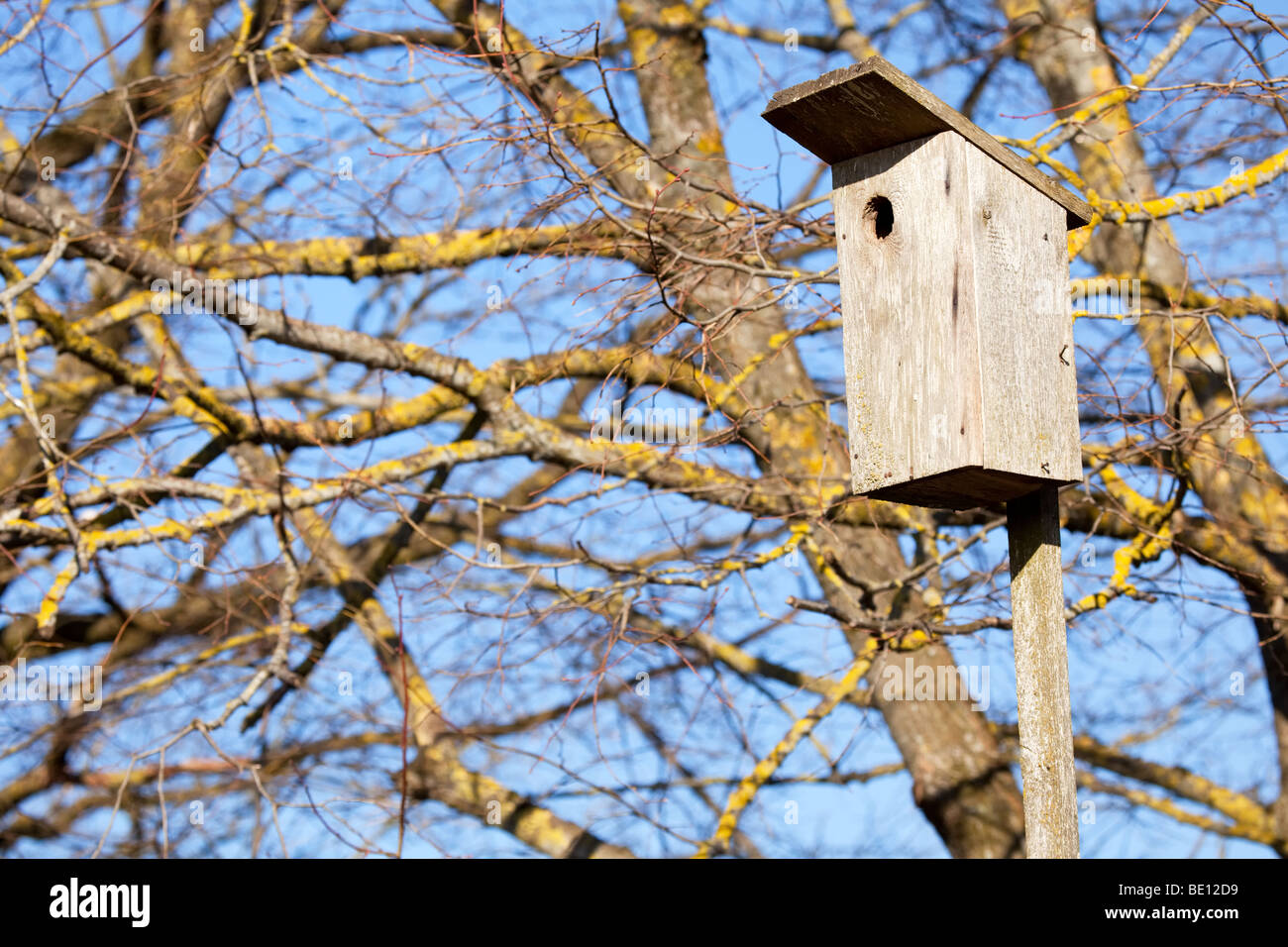 Bird cage in spring Stock Photo