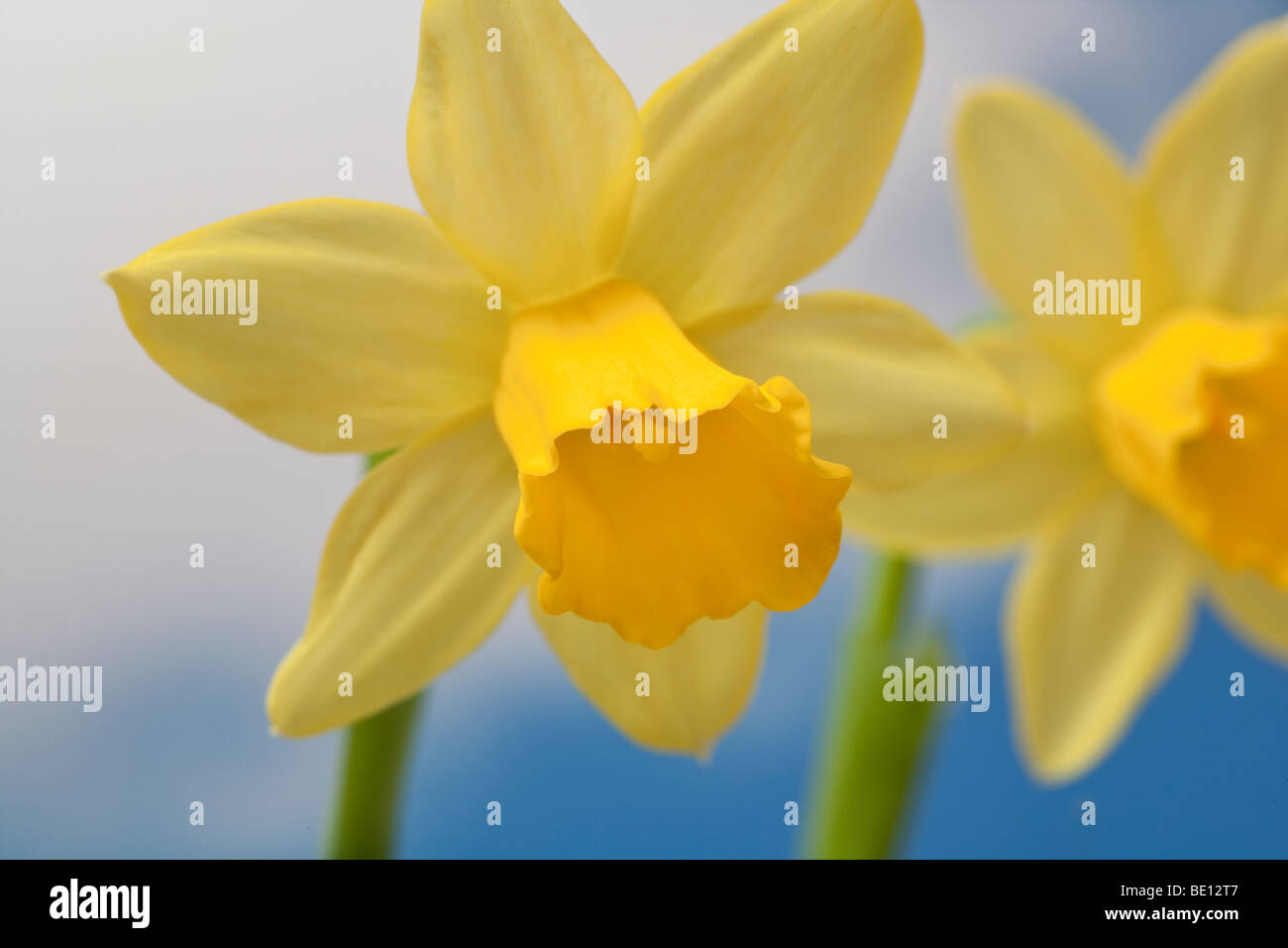 Yellow Daffodil Flowers Stock Photo