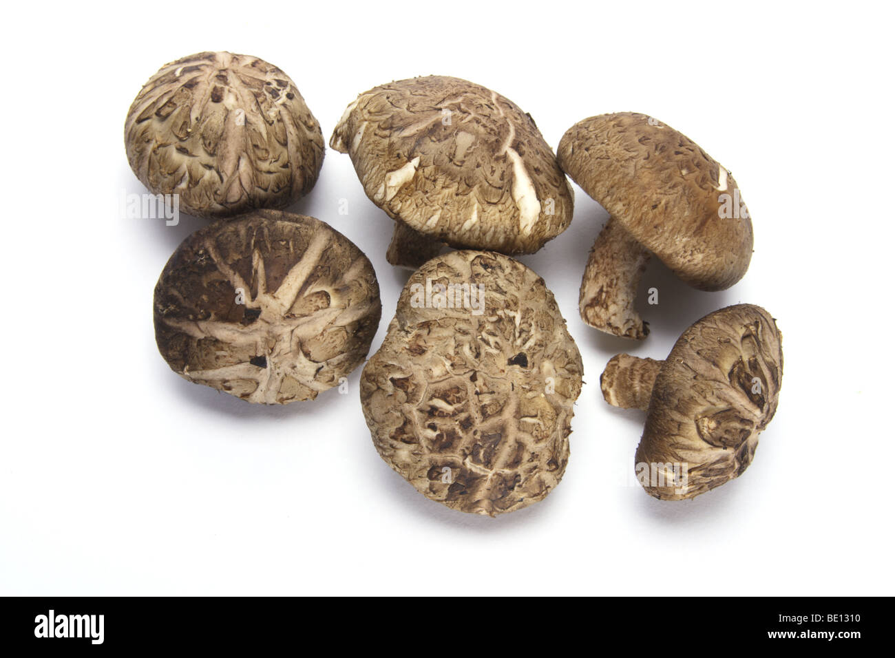 Shitake mushroom hi-res stock photography and images - Alamy