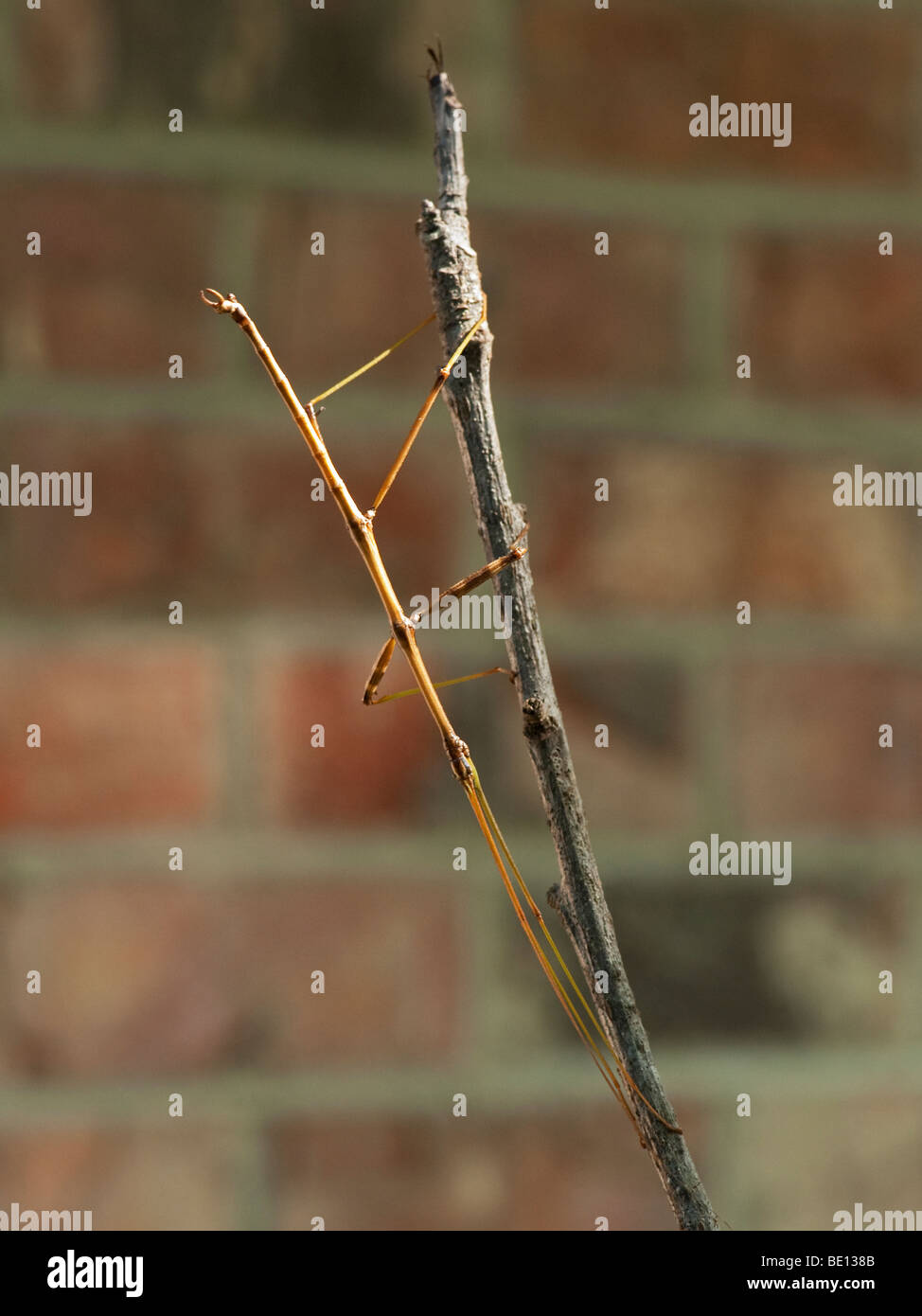 Stick bug, aka Walking Stick, on a twig Stock Photo Alamy