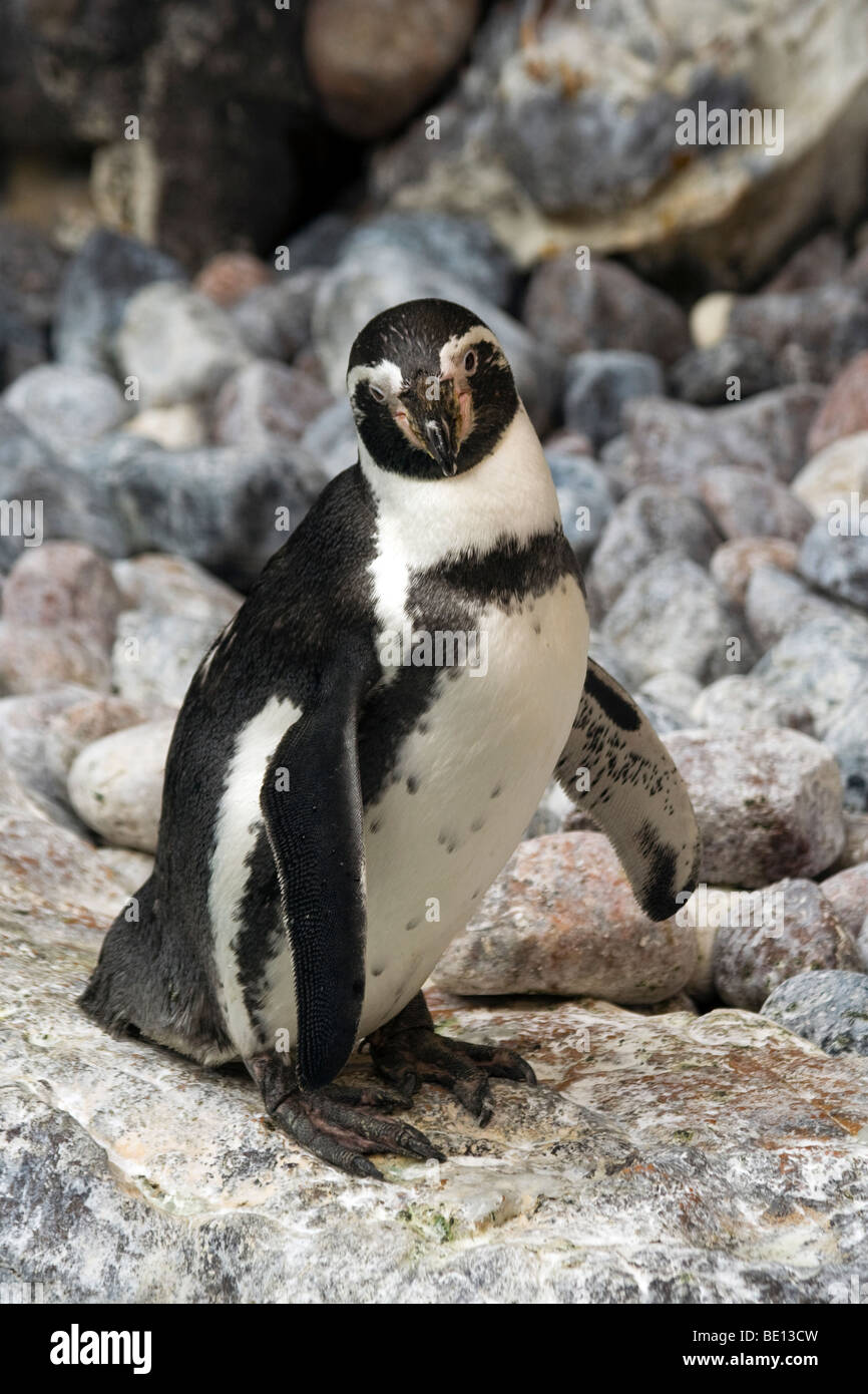 Penguin (order Sphenisciformes, family Spheniscidae). Brookfield zoo. Magellanic Penguins (Spheniscus magellanicus) Stock Photo