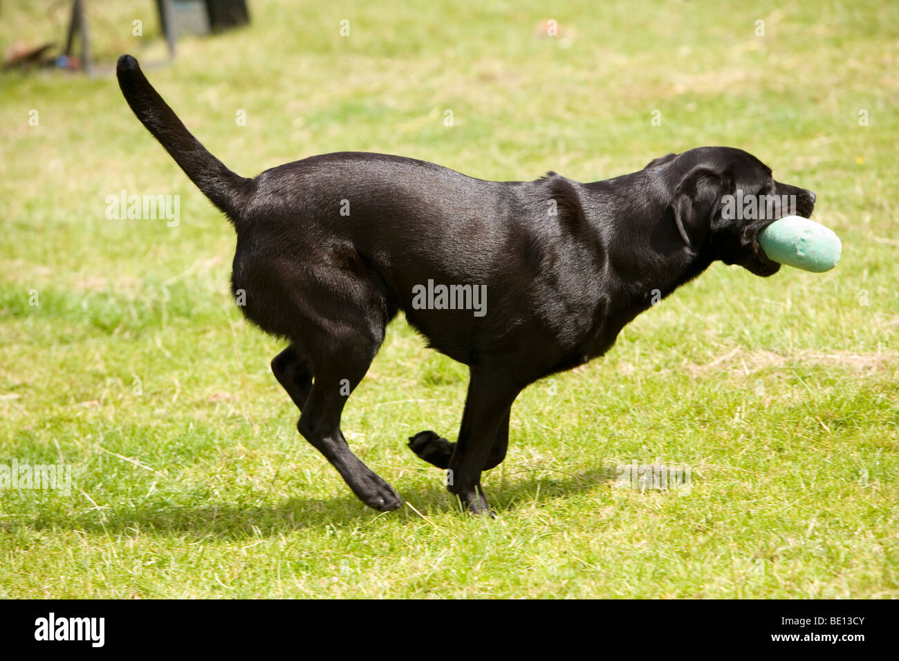Dog taking part in skills display with Muncaster Gundog Club at Coniston Country Fair Stock Photo