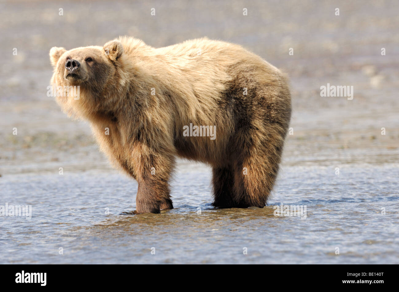 Stock photo of a brown bear standing in the water at low tide, scenting the air, Lake Clark National Park, Alaska, 2009. Stock Photo