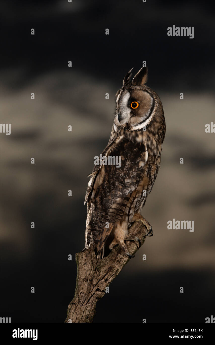 Long-eared Owl - Asio otus (previously: Stix otus) Stock Photo