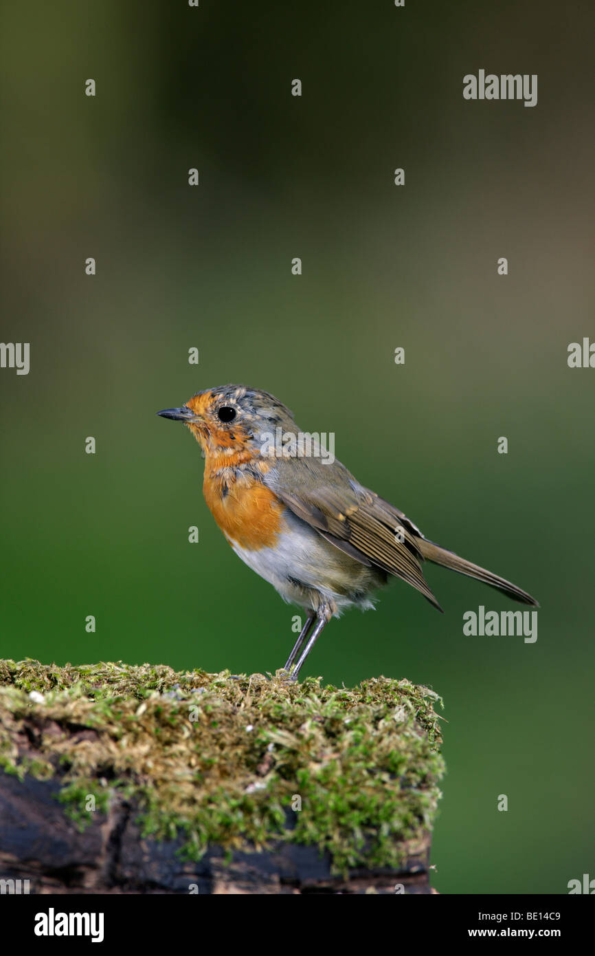 Robin Erithacus rubecula in moult Stock Photo