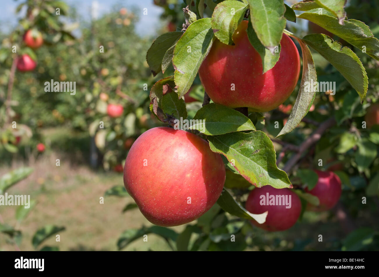 Red apples hanging from tree branch Stock Photo - Alamy