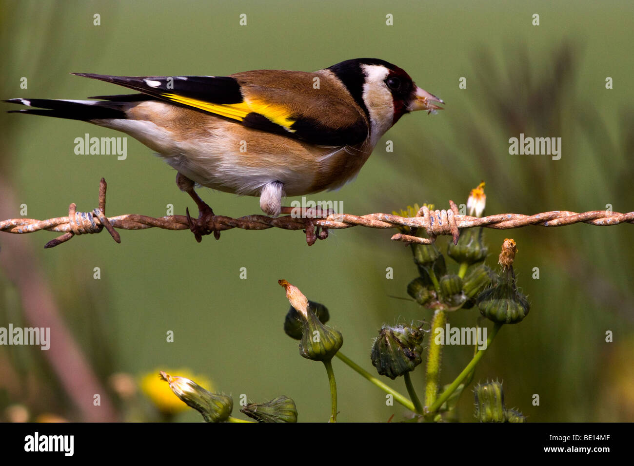 European Goldfinch Stock Photo