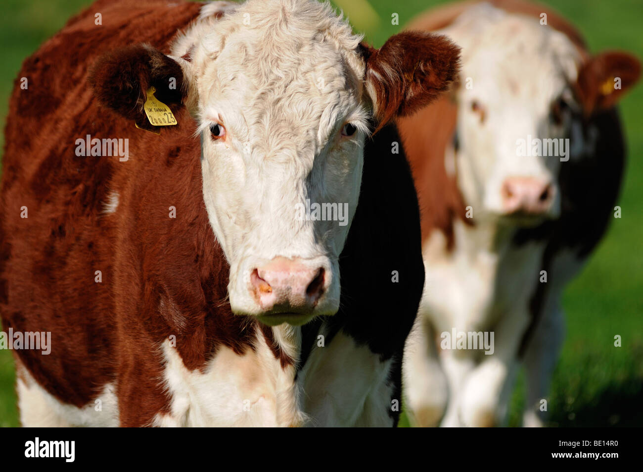Hereford Cows, Close Up. Oxfordshire, United Kingdom Stock Photo Alamy