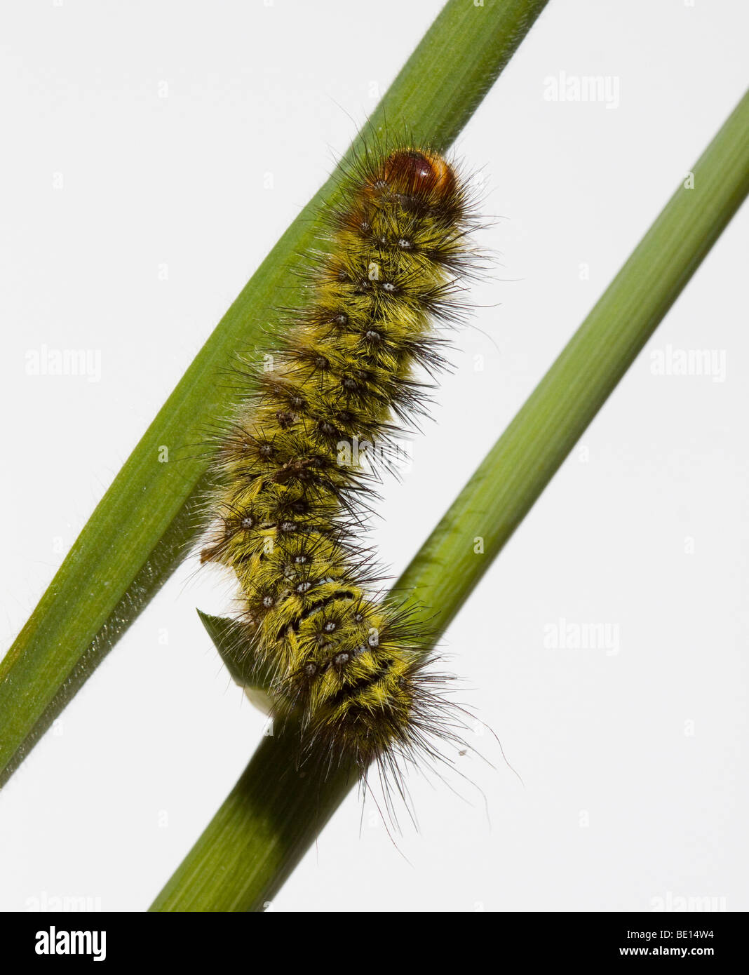 Caterpillar on stem Stock Photo