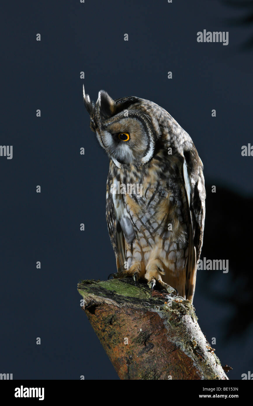 Long-eared Owl - Asio otus (previously: Stix otus) Stock Photo