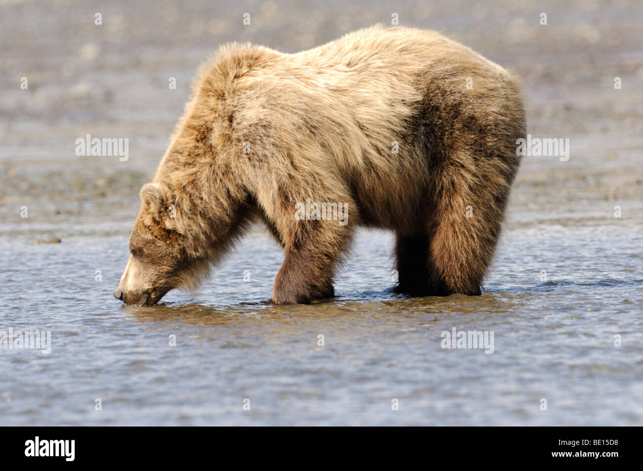Stock photo of a brown bear drinking water in an inlet, Lake Clark