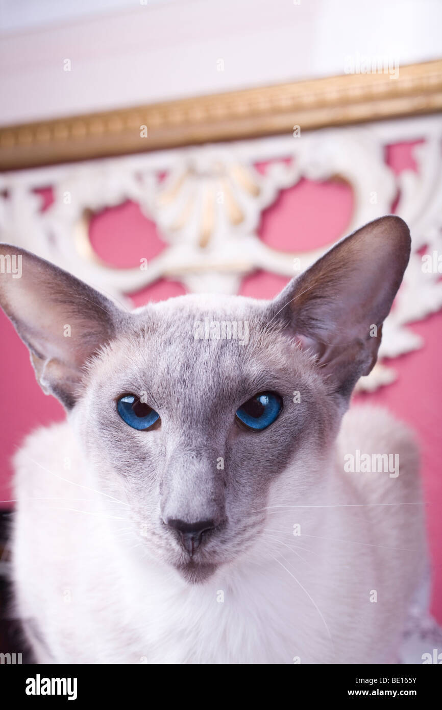 Bluepoint Siamese cat portrait Stock Photo Alamy