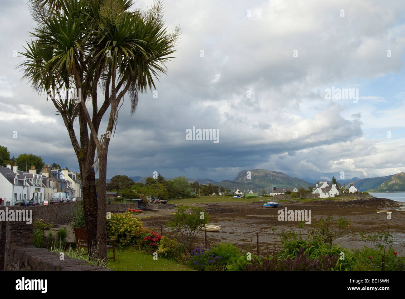 Palm tree on Plockton harbour shore with storm brewing over Loch Carron at low tide Stock Photo