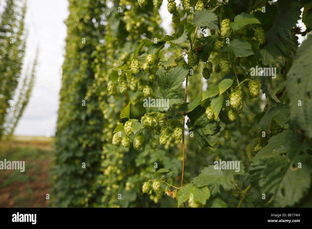 A Hop yard in Eckental, Bavaria, Germany. The hop plants are trained up wires. Stock Photo
