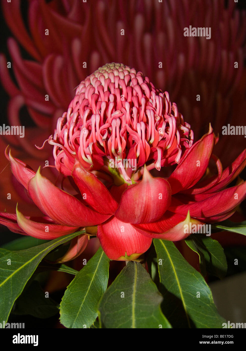 Waratah display at the Flora Festival, Mt. Penang Parklands, Kariong, Central Coast, New South Wales, Australia Stock Photo